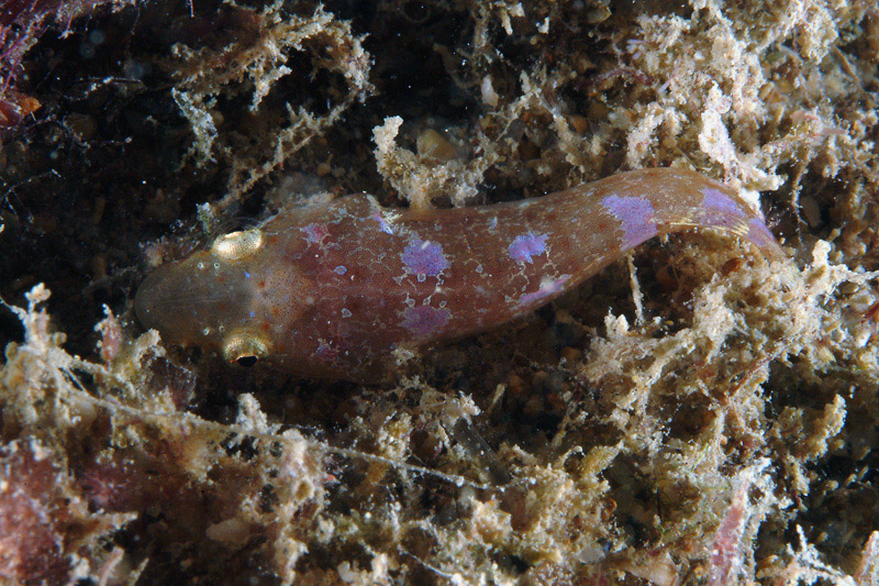 Apletodon incognitus (Hofrichter & Patzner, 1997)